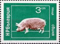 (1974-016) Марка Болгария "Свинья"    Домашние животные I Θ
