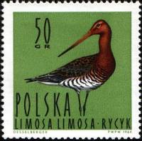 (1964-035) Марка Польша "Большой Веретенник "   Водоплавающие птицы III O