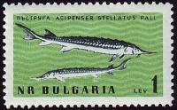 (1961-052) Марка Болгария "Севрюга"   Фауна Чёрного моря II Θ