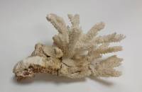 Мрской коралл "Бранч", натуральный (сост. на фото)