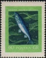 (1958-008) Марка Польша "Лосось"   Рыбы II Θ