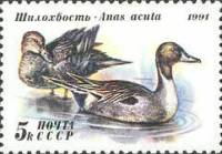 1991-055 Марка СССР Шилохвость  Утки III Θ