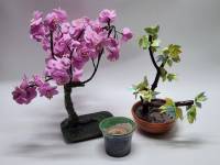 Дерево счастья Сакура и Кашпо для икебаны (подсвечник) небольшое