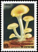 (1985-018) Марка Северная Корея "Вёшенка рожковидная"   Грибы III Θ