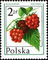 (1977-009) Сцепка (3 м) Польша "Малина"    Лесные ягоды I Θ