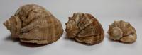Набор ракушек, 3 шт. (состояние на фото)