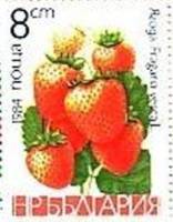 (1984-024) Марка Болгария "Земляника лесная"   Фрукты II Θ
