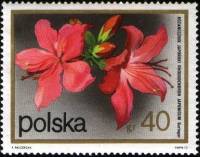 (1972-073) Марка Польша "Рододендрон японский"    Кустарниковые Цветы II Θ