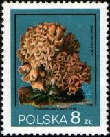 (1980-034) Марка Польша "Спарассис курчавый"    Грибы II Θ