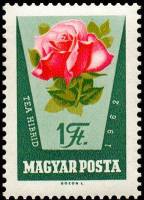 (1962-046) Марка Венгрия "Бело-розовая роза"    Розы I Θ