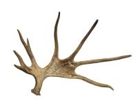 Рог лося большой высота 67 см ширина 80 см красивый 