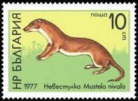 (1977-039) Марка Болгария "Ласка"   Дикая природа III Θ