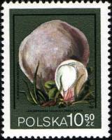 (1980-035) Марка Польша "Головач гигантский"    Грибы III Θ
