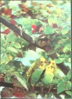 Стерео-открытка Попугаи  , Япония   с. 