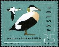 (1985-043) Марка Польша "Обыкновенная гага"    Охрана природы. Дикие утки III Θ