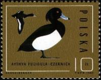 (1985-041) Марка Польша "Хохлатая чернеть"    Охрана природы. Дикие утки II Θ