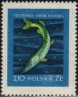 (1958-009) Марка Польша "Щука "   Рыбы III не использовать Θ
