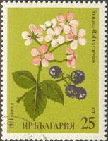 (1981-007) Марка Болгария "Ежевика "   Лекарственные растения III Θ