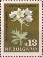 (1963-84) Марка Болгария "Анемона нарциссовидная"   Цветы III Θ
