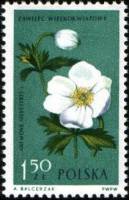 (1962-045) Марка Польша "Ветреница лесная"   Растения III Θ