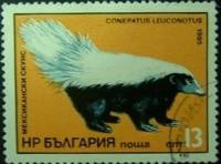 (1985-005) Марка Болгария "Восточномексиканский скунс"   Экзотические хищники III Θ