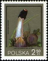 (1980-033) Марка Польша "Веселка Адриана"    Грибы III Θ