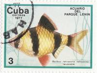 (1977-015) Марка Куба "Суматранский барбус"    Аквариум парка Ленина III Θ