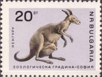 (1966-036) Марка Болгария "Кенгуру"   Софийский зоопарк II O