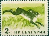 (1958-86) Марка Болгария "Заяц-русак" Перф лин 11   Дикие животные Болгарии II Θ
