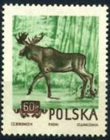 (1954-053) Марка Польша "Лось" Перф греб 12:12¼   Охраняемые животные III Θ