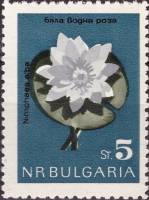 (1963-051) Марка Болгария "Кувшинка белая"   Цветы III Θ