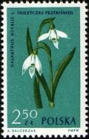 (1962-047) Марка Польша "Подснежник белоснежный"   Растения II Θ